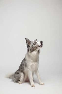 Sınır köpeği. Beyaz gri bir köpek oturuyor. Stüdyoda portre, beyaz arka plan