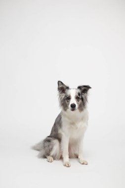Sınır köpeği. Beyaz gri bir köpek oturuyor. Stüdyoda portre, beyaz arka plan