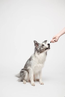 Sınır köpeği. Beyaz gri bir köpek oturuyor. Stüdyoda portre, beyaz arka plan
