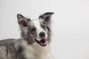 Sınır köpeği. Beyaz gri bir köpek oturuyor. Stüdyoda portre, beyaz arka plan