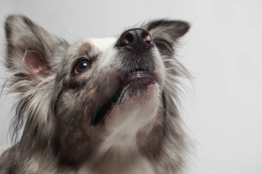 Sınır köpeği. Beyaz gri bir köpek oturuyor. Stüdyoda portre, beyaz arka plan