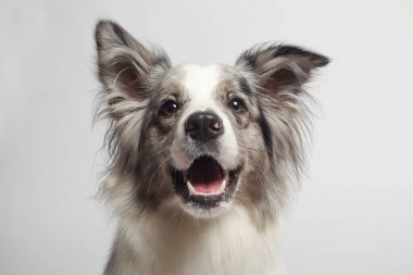 Sınır köpeği. Beyaz gri bir köpek oturuyor. Stüdyoda portre, beyaz arka plan