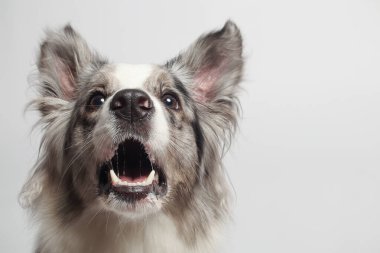 Sınır köpeği. Beyaz gri bir köpek oturuyor. Stüdyoda portre, beyaz arka plan