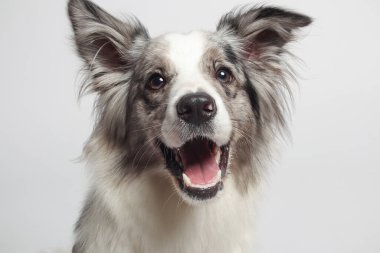 Sınır köpeği. Beyaz gri bir köpek oturuyor. Stüdyoda portre, beyaz arka plan