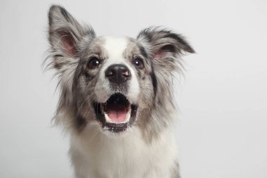 Sınır köpeği. Beyaz gri bir köpek oturuyor. Stüdyoda portre, beyaz arka plan