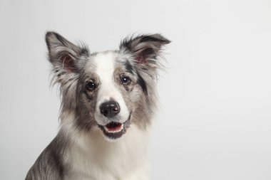 Sınır köpeği. Beyaz gri bir köpek oturuyor. Stüdyoda portre, beyaz arka plan