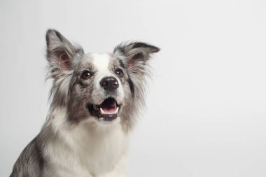 Sınır köpeği. Beyaz gri bir köpek oturuyor. Stüdyoda portre, beyaz arka plan