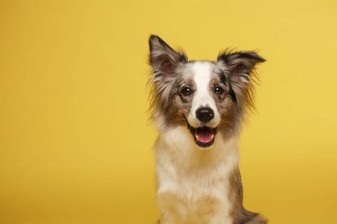 Sınır köpeği. Beyaz-gri köpek neşeli, aktif, oturuyor. Stüdyo resmi, sarı arkaplan