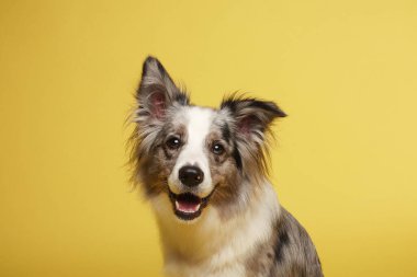Sınır köpeği. Beyaz-gri köpek neşeli, aktif, oturuyor. Stüdyo resmi, sarı arkaplan