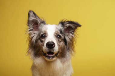 Sınır köpeği. Beyaz-gri köpek neşeli, aktif, oturuyor. Stüdyo resmi, sarı arkaplan
