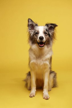 Sınır köpeği. Beyaz-gri köpek neşeli, aktif, oturuyor. Stüdyo resmi, sarı arkaplan