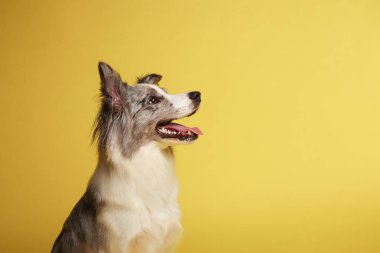 Sınır köpeği. Beyaz-gri köpek neşeli, aktif, oturuyor. Stüdyo resmi, sarı arkaplan