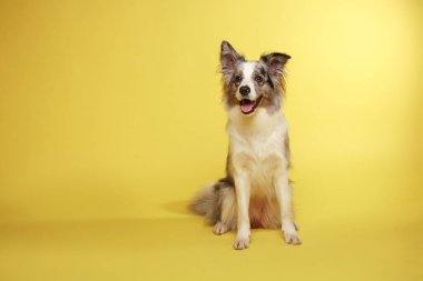 Sınır köpeği. Beyaz-gri köpek neşeli, aktif, oturuyor. Stüdyo resmi, sarı arkaplan
