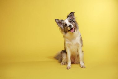 Sınır köpeği. Beyaz-gri köpek neşeli, aktif, oturuyor. Stüdyo resmi, sarı arkaplan