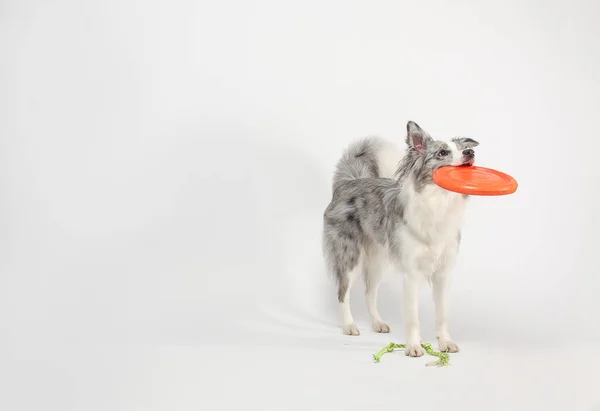 Border Collie Dog White Gray Dog Cheerfully Plays Disc Toy — Stock Photo, Image