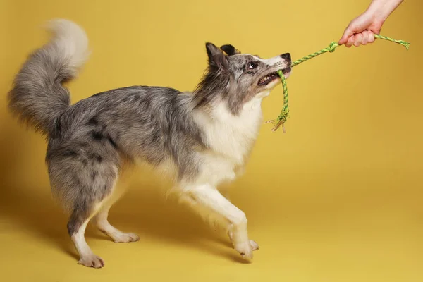 Gränshund Vit Och Grå Hund Leker Glatt Med Ett Rep — Stockfoto