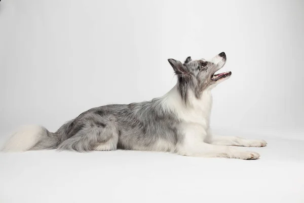 Cão Branco Cinza Está Alegremente Deitado Retrato Estúdio Fundo Branco — Fotografia de Stock