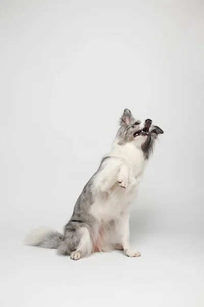 Border Collie Dog Anjing Abu Abu Putih Memberikan Cakar Potret — Stok Foto