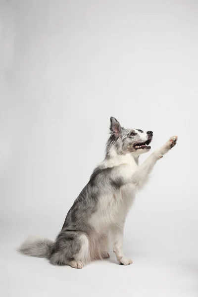 白い灰色の犬は足を与えます スタジオの肖像画 白い背景 — ストック写真