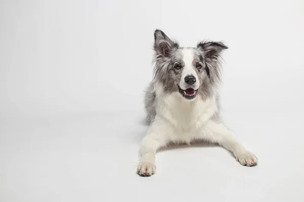 Gräns Collie Dog Vit Grå Hund Ligger Glatt Ner Studio — Stockfoto