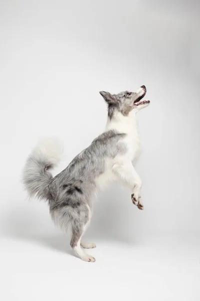一只白灰的狗高兴地站在后腿上跳舞 演播室里的肖像 白色背景 — 图库照片