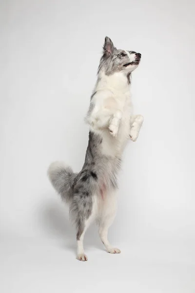 白い灰色の犬は陽気に後ろの足に立って踊ります スタジオの肖像画 白い背景 — ストック写真