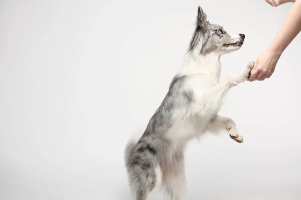 一只白灰的狗高兴地站在后腿上跳舞 演播室里的肖像 白色背景 — 图库照片