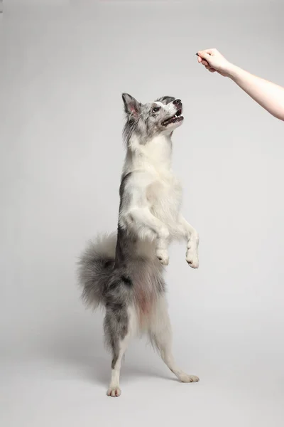 Біло Сірий Собака Весело Стоїть Задніх Ногах Танцює Портрет Студії — стокове фото