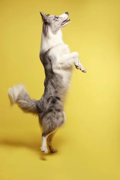 白い灰色の犬は陽気に後ろの足に立って踊ります スタジオの肖像画 黄色の背景 — ストック写真