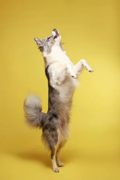 一只白灰的狗高兴地站在后腿上跳舞 工作室肖像 黄色背景 — 图库照片