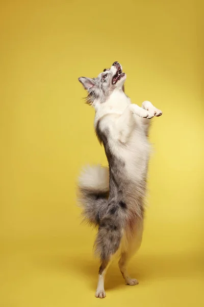 白い灰色の犬は陽気に後ろの足に立って踊ります スタジオの肖像画 黄色の背景 — ストック写真
