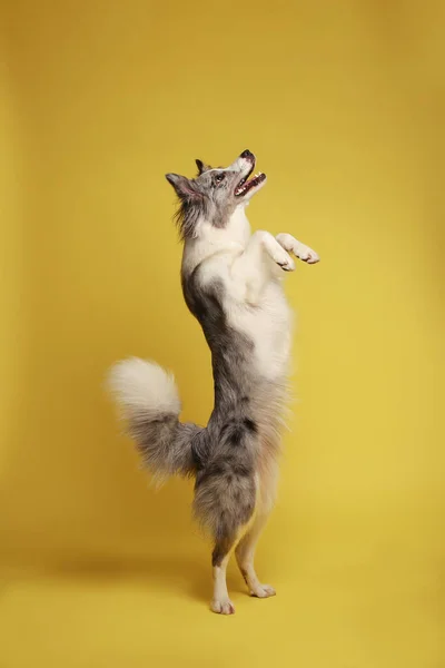 Cão Branco Cinza Alegremente Está Suas Patas Traseiras Danças Retrato — Fotografia de Stock