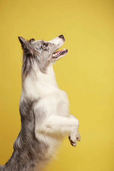 Border Collie Dog Perro Blanco Gris Levanta Alegremente Sobre Sus —  Fotos de Stock