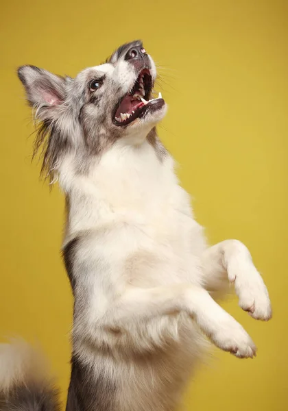 Біло Сірий Собака Весело Стоїть Задніх Ногах Танцює Студійний Портрет — стокове фото