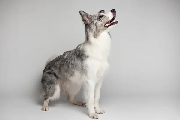 Border Collie Dog Ein Weißer Grauer Hund Sitzt Porträt Atelier — Stockfoto