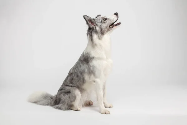 Ένα Λευκό Γκρίζο Σκυλί Κάθεται Πορτρέτο Στο Στούντιο Λευκό Φόντο — Φωτογραφία Αρχείου