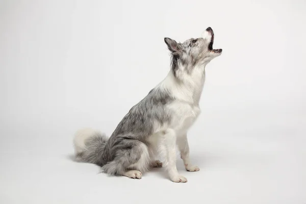Border Collie Dog Perro Gris Blanco Está Sentado Retrato Estudio —  Fotos de Stock