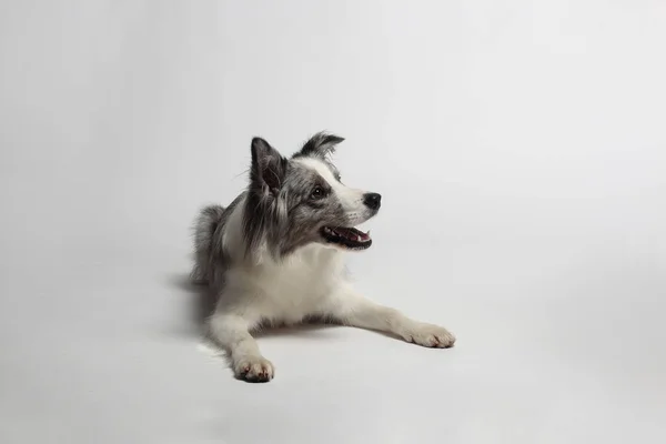 stock image Border collie dog.A white gray dog is sitting. Portrait in the studio, white background