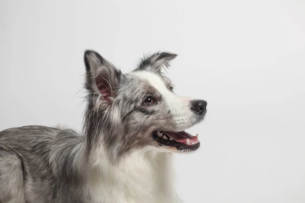 Border Collie Dog Perro Gris Blanco Está Sentado Retrato Estudio —  Fotos de Stock