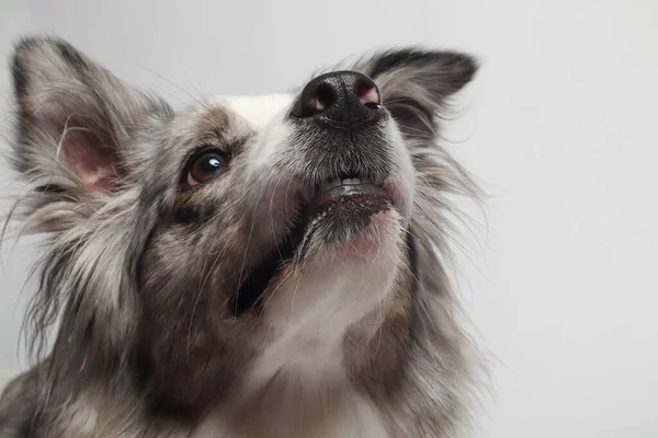 白い灰色の犬が座っている スタジオの肖像画 白い背景 — ストック写真