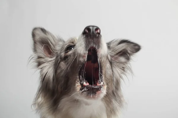 Border Collie Dog Biały Szary Pies Siedzi Portret Studiu Białe — Zdjęcie stockowe