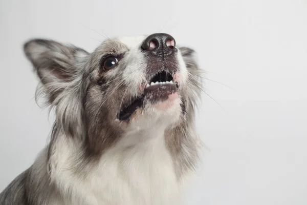 Border Collie Dog Biały Szary Pies Siedzi Portret Studiu Białe — Zdjęcie stockowe