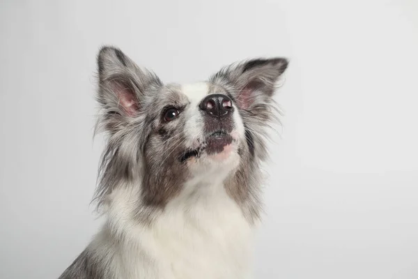 Border Collie Dog Cão Branco Cinza Está Sentado Retrato Estúdio — Fotografia de Stock