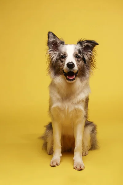 Gränshund Den Vita Grå Hunden Glad Aktiv Sitter Studio Porträtt — Stockfoto