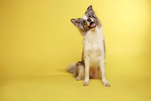 ボーダー コリー ドッグ 白灰色の犬は 活発な 座って陽気です スタジオの肖像画 黄色の背景 — ストック写真
