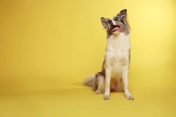 ボーダー コリー ドッグ 白灰色の犬は 活発な 座って陽気です スタジオの肖像画 黄色の背景 — ストック写真