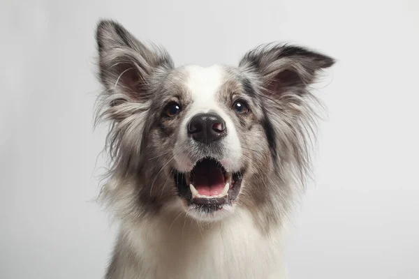 Border Collie Dog Ein Weißer Grauer Hund Sitzt Porträt Atelier Stockbild