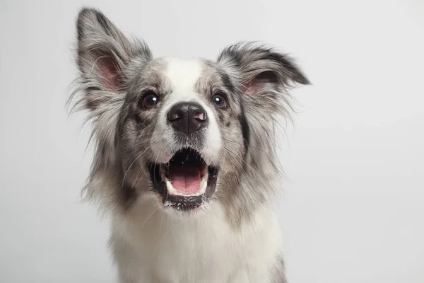 Border Collie Dog Cão Branco Cinza Está Sentado Retrato Estúdio Imagens Royalty-Free