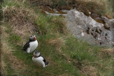 Atlantik martı kuşu ya da okyanus mavisi arka planda bilinen martı. Faroe adaları. Norveç 'in en popüler kuşları. Kardeş arktika