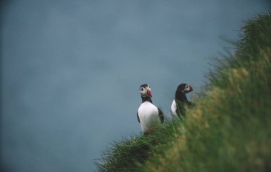 Atlantik martı kuşu ya da okyanus mavisi arka planda bilinen martı. Faroe adaları. Norveç 'in en popüler kuşları. Kardeş arktika